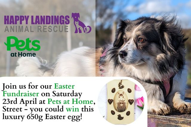 Easter_Fundraiser__Saturday_23rd_April!_Join_us_at_Pets_at_Home__Street__Somerset