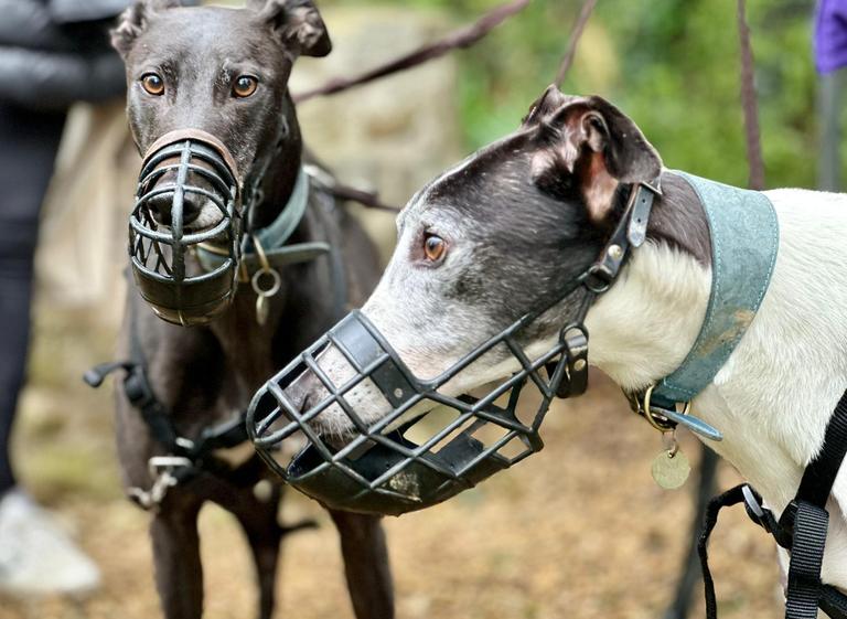 Luna_and_Olly_greyhounds_Image_by_Hugo_Paton-Freeman